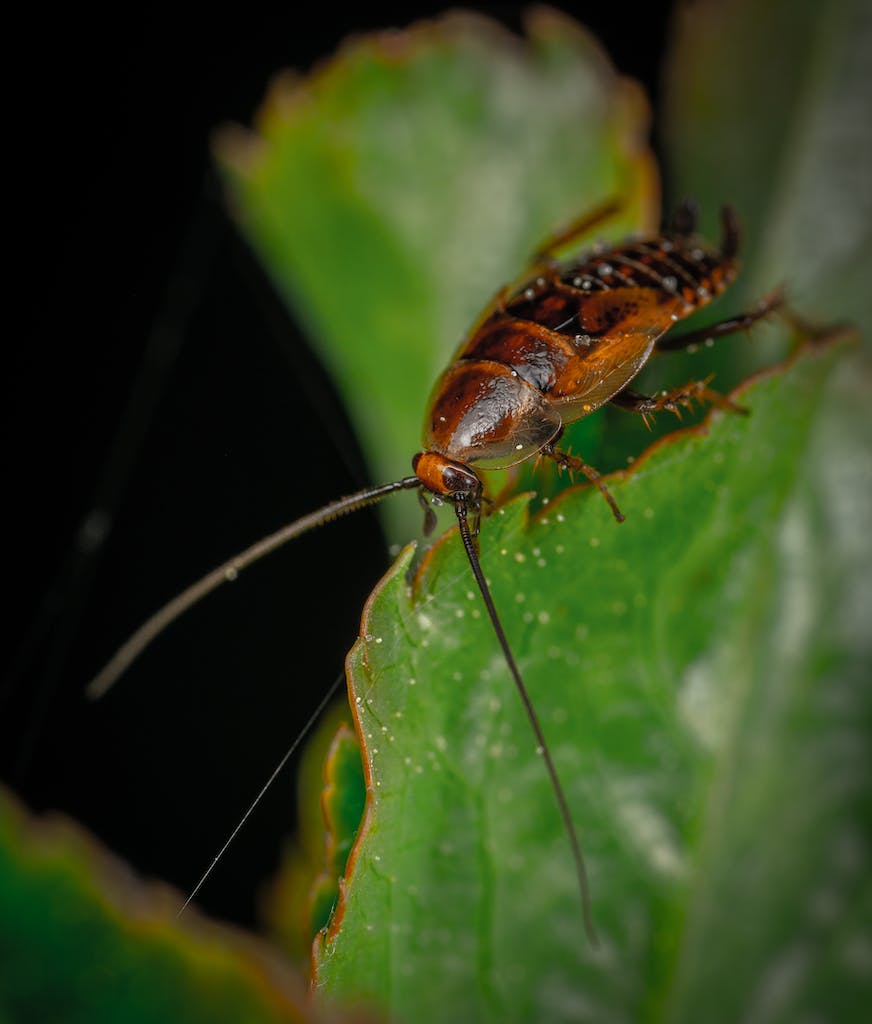 A Macro Shot of a Cockroach